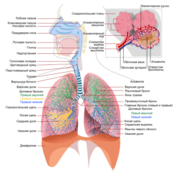 Детальніше про статтю Заболевания бронхо-лёгочные