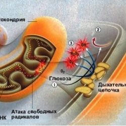 Детальніше про статтю Болезни обмена веществ;