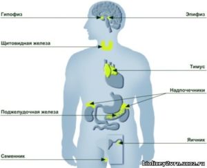 Детальніше про статтю Эндокринологические заболевания (сахарный диабет, патологии щитовидной железы)