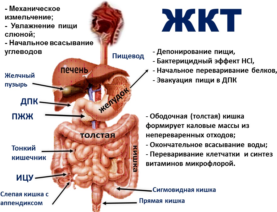 Ви зараз переглядаєте Заболевания желудочно-кишечного тракта