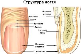 Детальніше про статтю Грибковые заболевания, Микоз