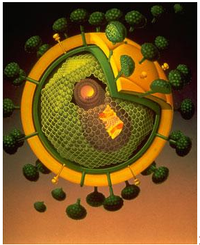 Read more about the article Строение и свойства  вируса иммунодефицита человека